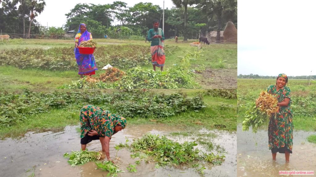 রাঙ্গাবালীতে অতিবৃষ্টিতে মুগডাল ও রবিশস্য পানিতে তলিয়ে যাওয়ার দৃশ্য