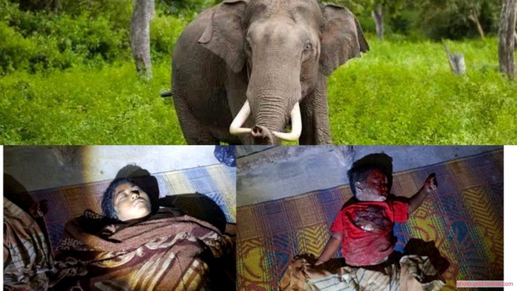 রামুর খুনিয়াপালংয়ে বন্য হাতির আক্রমণে ক্ষতিগ্রস্ত বসতবাড়ির দৃশ্য